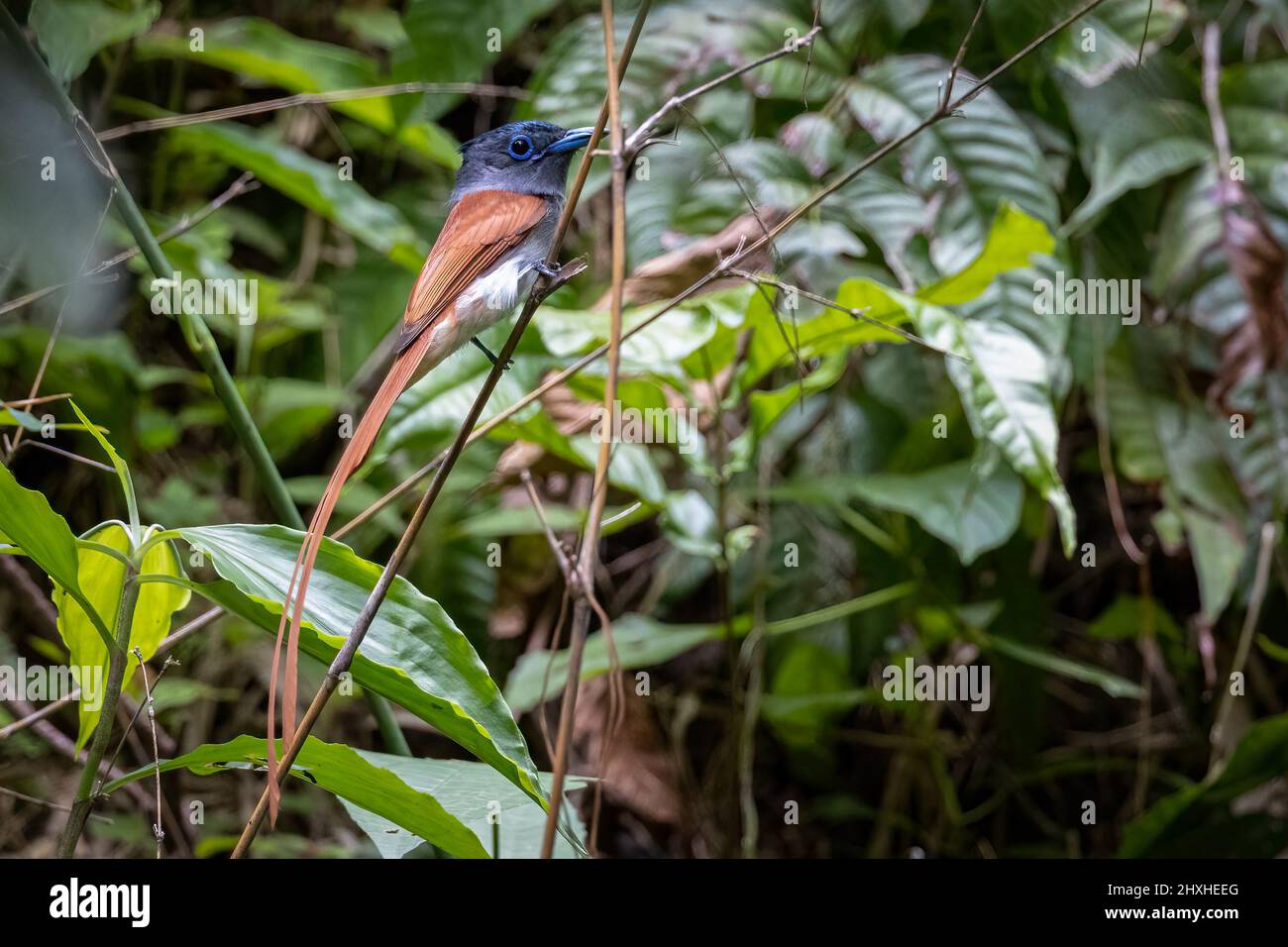 Blyth`s paradise flycatcher perching on a small branch against leafy background Stock Photo